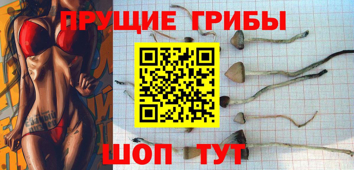 купить наркотик  Вход с VPN  Жуковский  Псилоцибиновые грибы Psilocybine cubensis 